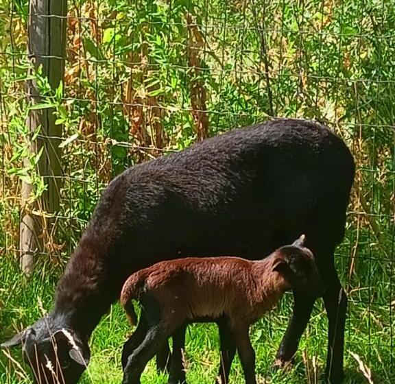 פנסיון Les Chambres D Hôtes Du Vert Galant  L Allée Des Champs
