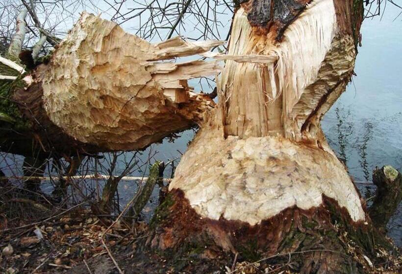 ユースホステル Gezinskamer Van Waard Van Kekerdom