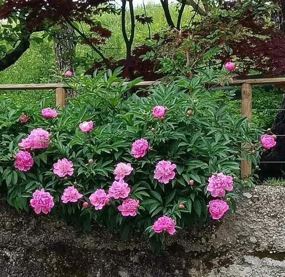 B&b Al Vecchio Carpino