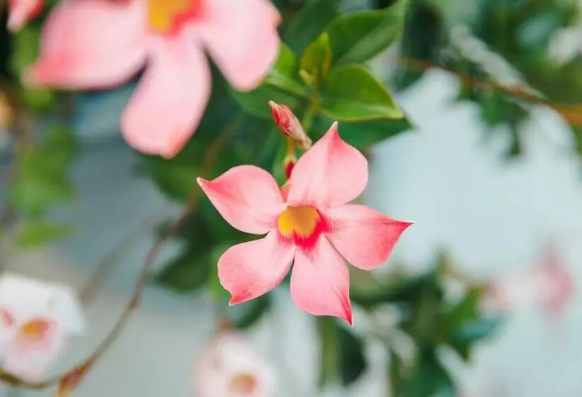 B&b Al Vecchio Carpino