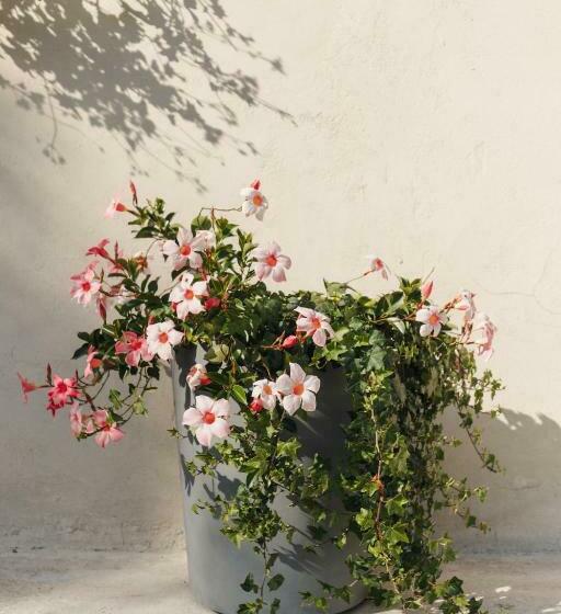 B&b Al Vecchio Carpino