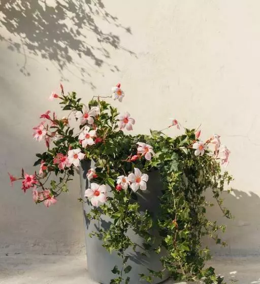 B&b Al Vecchio Carpino