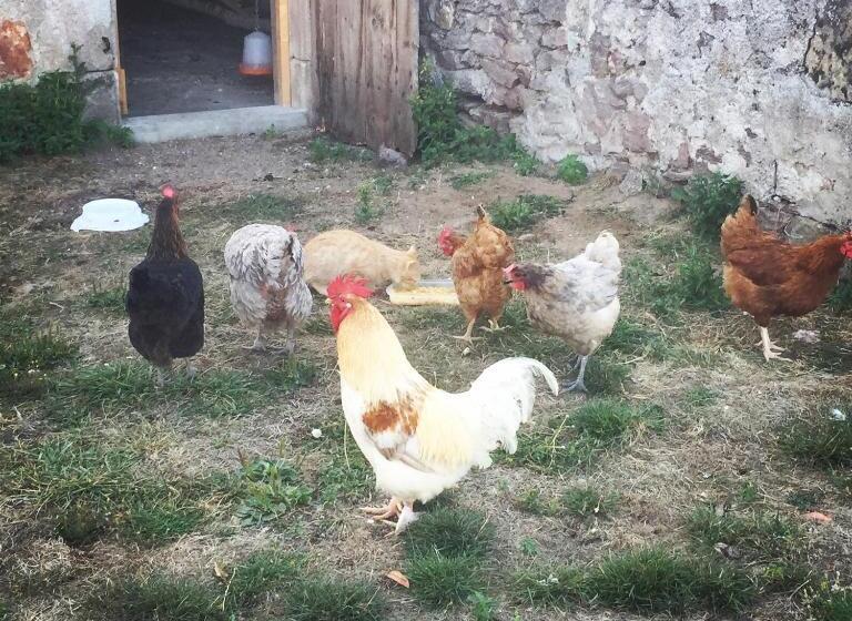 Bed and Breakfast Chambres D Hôtes Domaine Les Grands Pérons