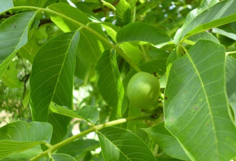 مبيت وإفطار Le Moulin De Cors