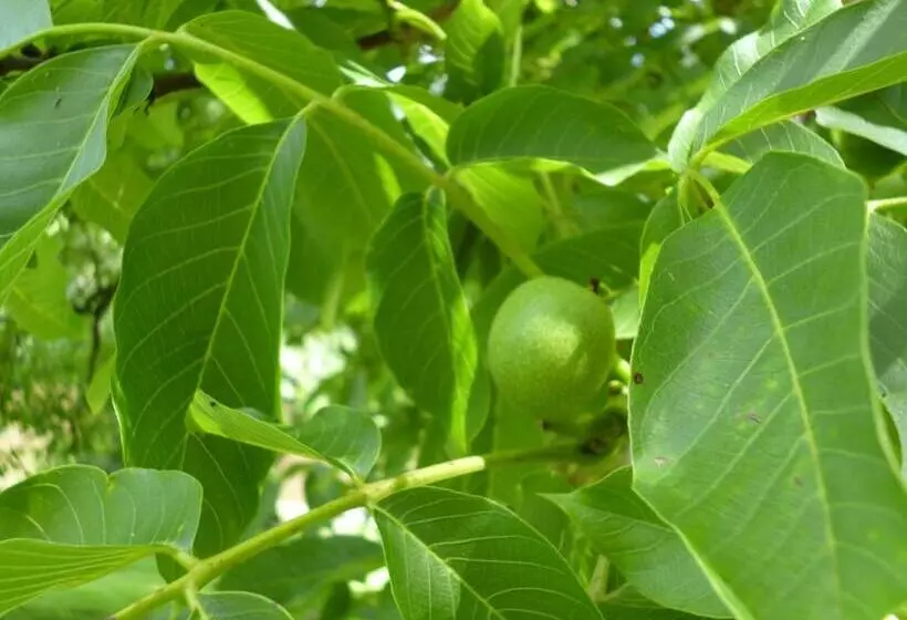 ベッドアンドブレックファースト Le Moulin De Cors