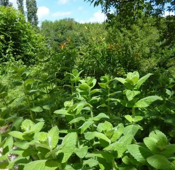 ベッドアンドブレックファースト Le Moulin De Cors