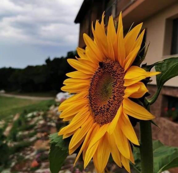 Hotel пиргуля