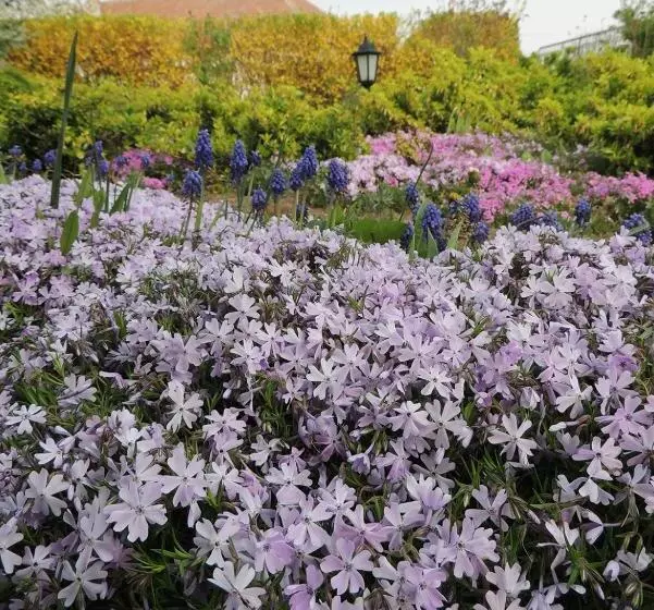 Majatalo Levendula Vendégház