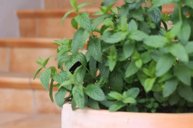 Greenlane Manor Motel