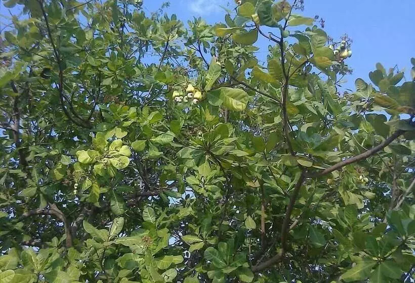 Отель Kadambavanam Ethnic Village Resort