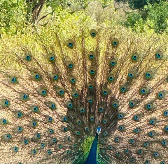 Отель Golden Town