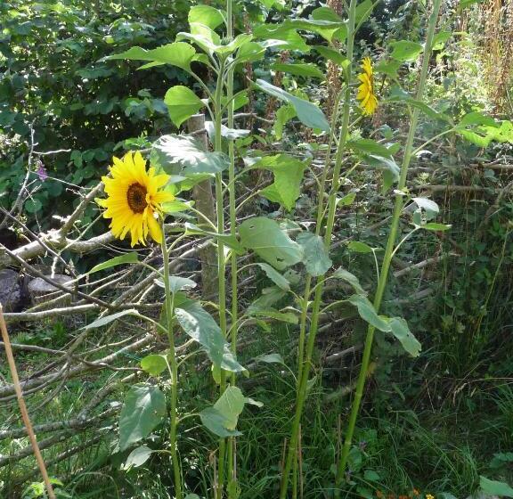 住宿加早餐  Bretagne Chambre D Hôtes Suite 53m2 Et Caravane Vintage Avec Cuisine Et Salle De Bains Privées Britt