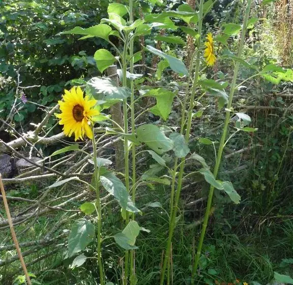 Aamiaismajoitus (B&B) Bretagne Chambre D Hôtes Suite 53m2 Et Caravane Vintage Avec Cuisine Et Salle De Bains Privées Britt