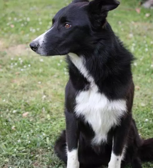 Aamiaismajoitus (B&B) Bretagne Chambre D Hôtes Suite 53m2 Et Caravane Vintage Avec Cuisine Et Salle De Bains Privées Britt