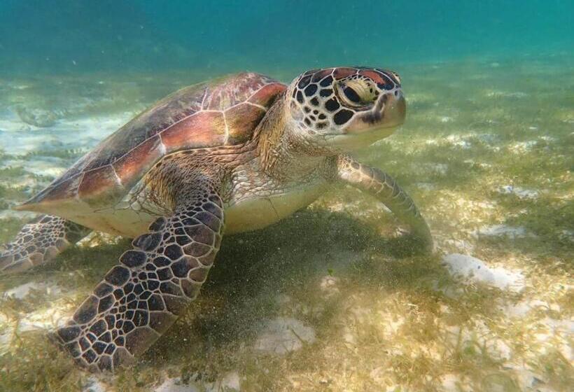 Пансион Ella S Beach House