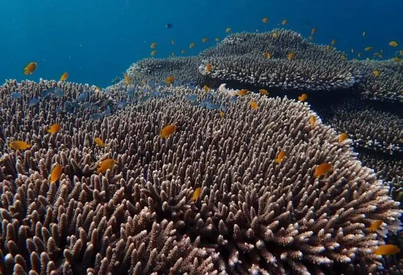 Majatalo Ella S Beach House