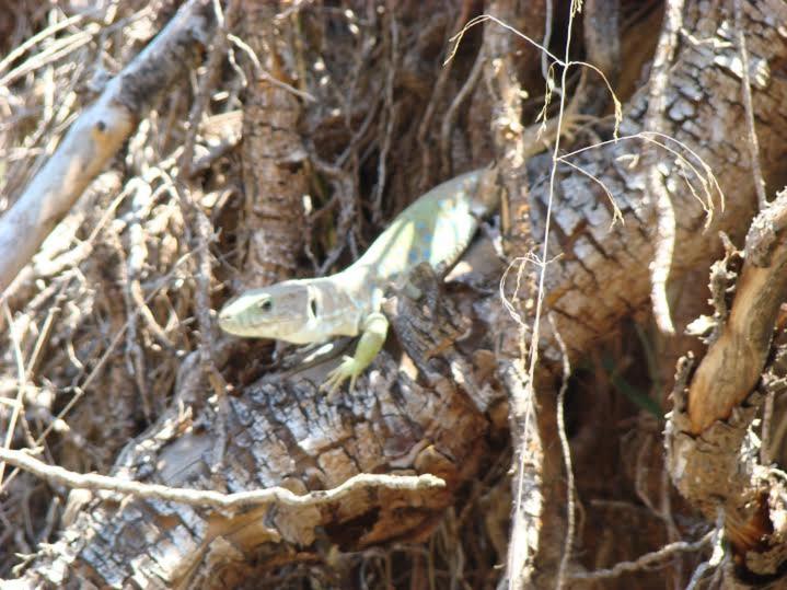 مبيت وإفطار Casa Lamberdina