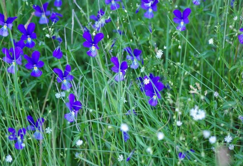 Bed and Breakfast Chambre D Hotes Grange De La Bastide