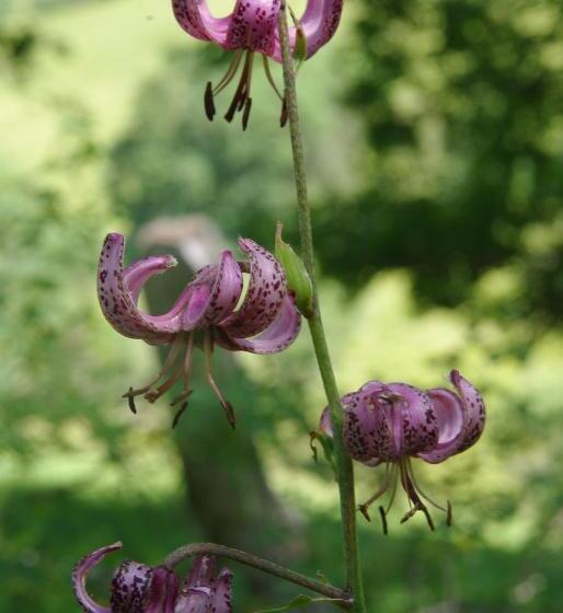 Bed and Breakfast Chambre D Hotes Grange De La Bastide