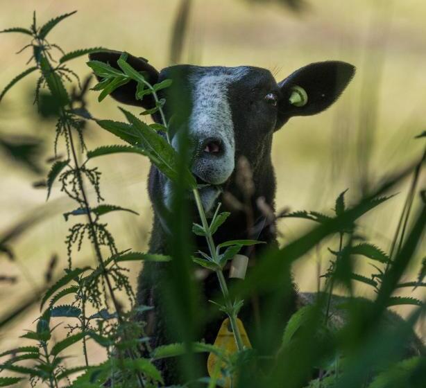 Bed and Breakfast De Boskpleats