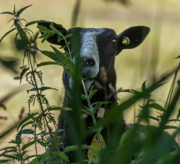 ベッドアンドブレックファースト De Boskpleats