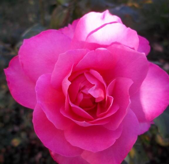 צימר La Renardière