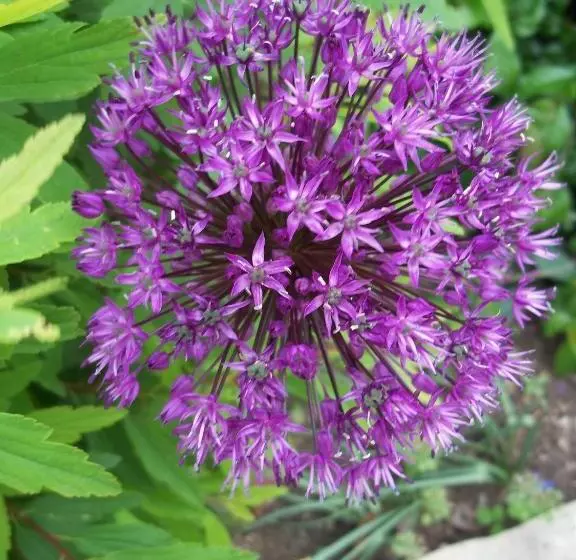 Aamiaismajoitus (B&B) La Renardière