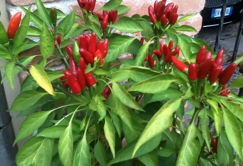 ベッドアンドブレックファースト Perbacco