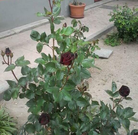 住宿加早餐 Perbacco