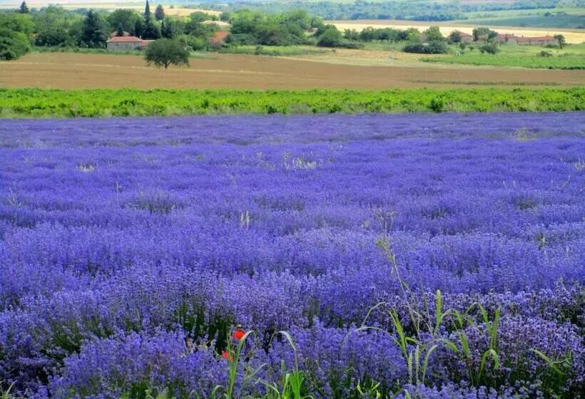 ペンション Lavender Lodge