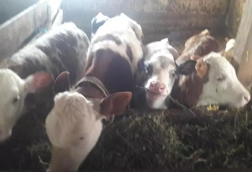 Pensiunea Agroturistica Green Odoba