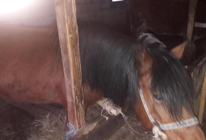 Pensiunea Agroturistica Green Odoba