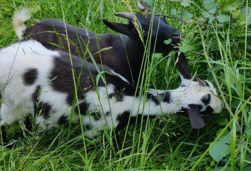 ベッドアンドブレックファースト Chambre D Hotes De Jacobiel