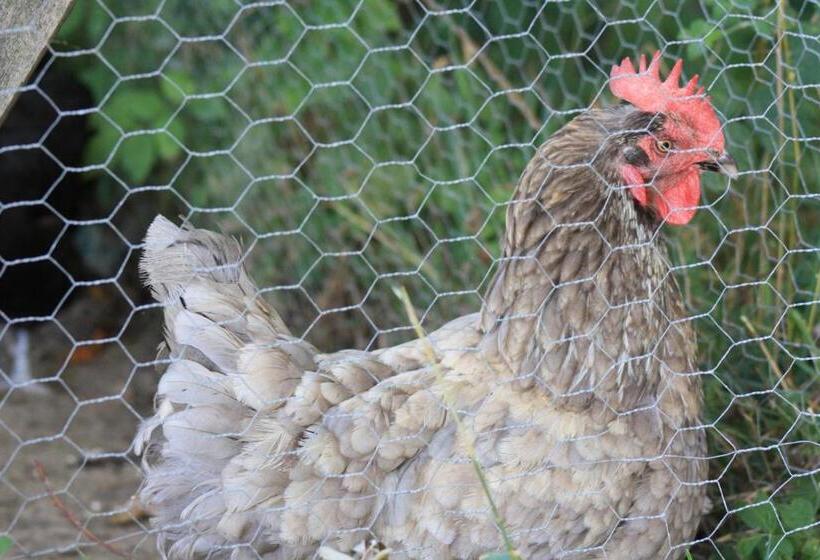 ベッドアンドブレックファースト Chambre D Hotes De Jacobiel