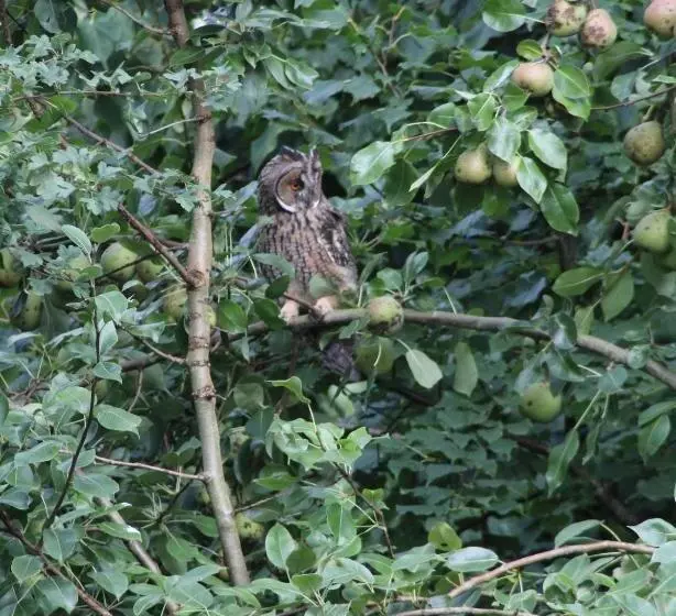 ベッドアンドブレックファースト Grytmanshoeve, Vakantiehuis Met Glamping