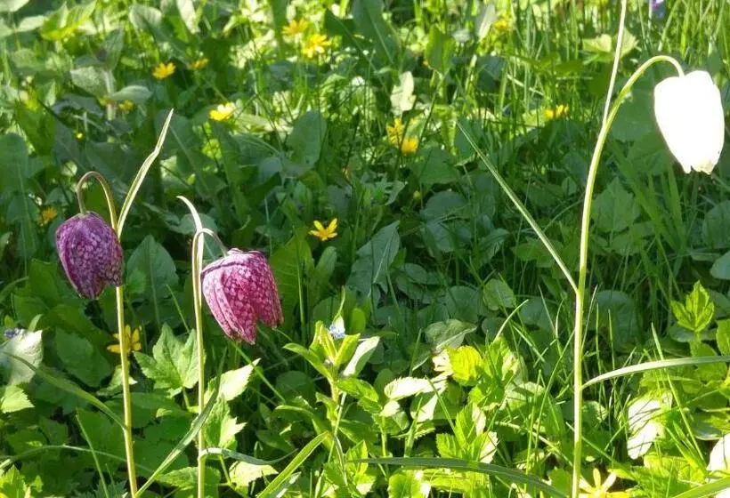 Aamiaismajoitus (B&B) La Fritillaire
