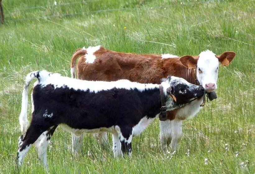 Aamiaismajoitus (B&B) La Fritillaire