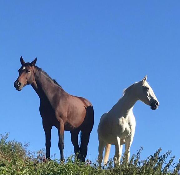 بنسيون Natur Kán