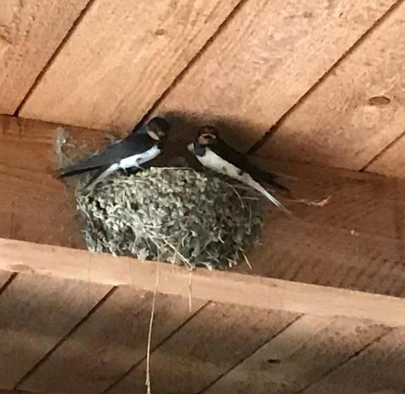 بنسيون Natur Kán