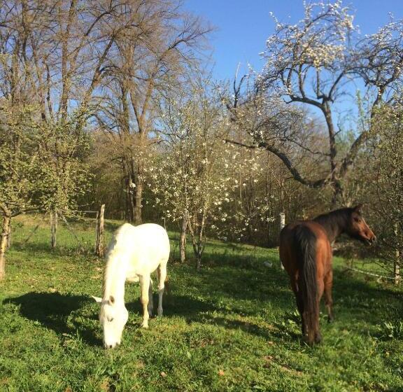 بنسيون Natur Kán