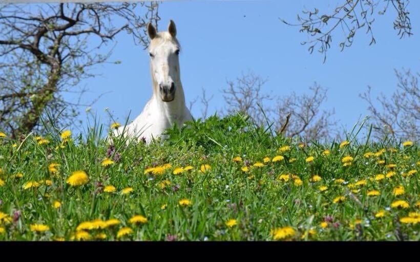 بنسيون Natur Kán