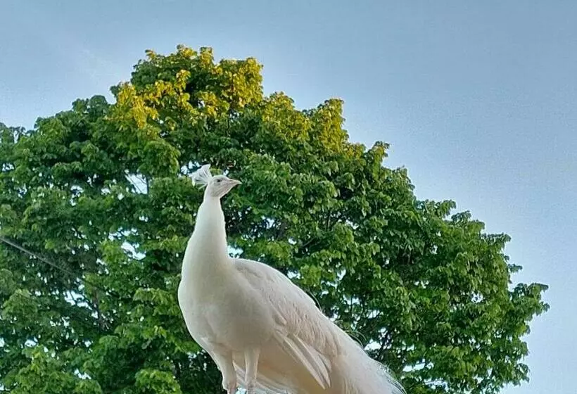 ペンション Pavão Real   Countryhouses