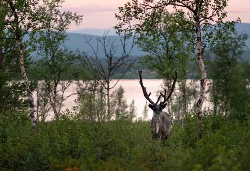 ホテル Arctic Gourmet Cabin