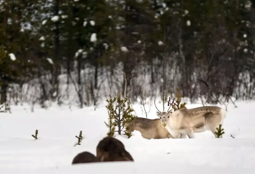 ホテル Arctic Gourmet Cabin
