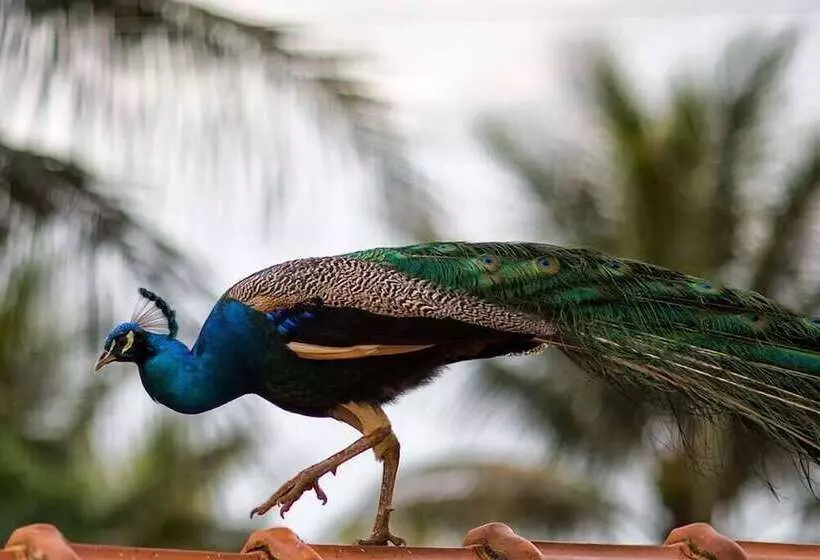 ホテル Eco Pousada Novilha De Ouro