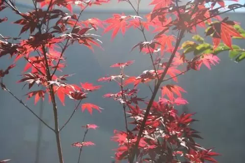 住宿加早餐 Captains Retreat Apartments And Cottages