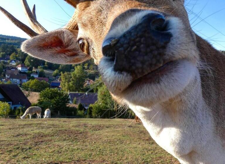 호텔 Logis Hôtel Restaurant La Petite Auberge Alsace