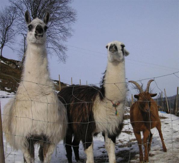 호텔 Logis Hôtel Restaurant La Petite Auberge Alsace