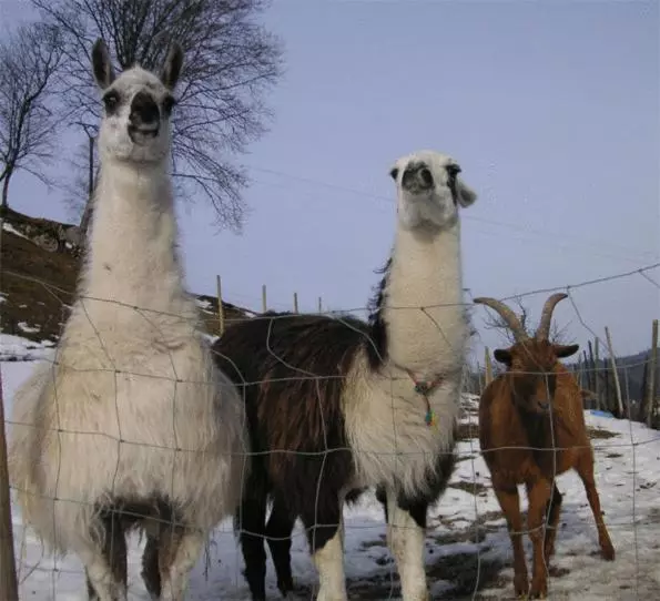 Отель Logis Hôtel Restaurant La Petite Auberge Alsace