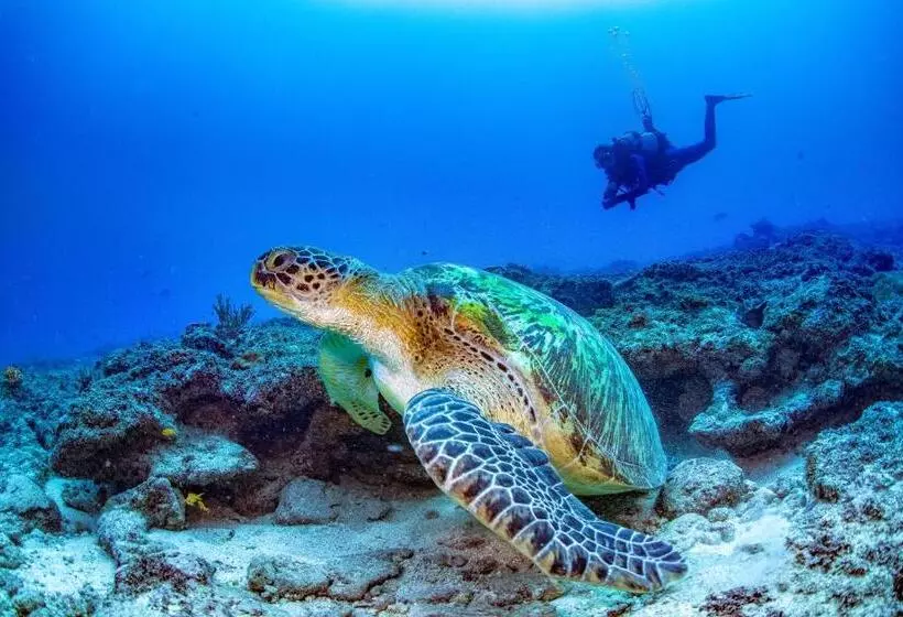 هتل Nomad Beach Resort